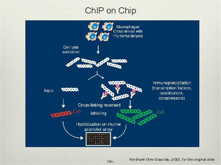 Ch. IP on Chip We thank Chris Glass lab, UCSD, for the original slide