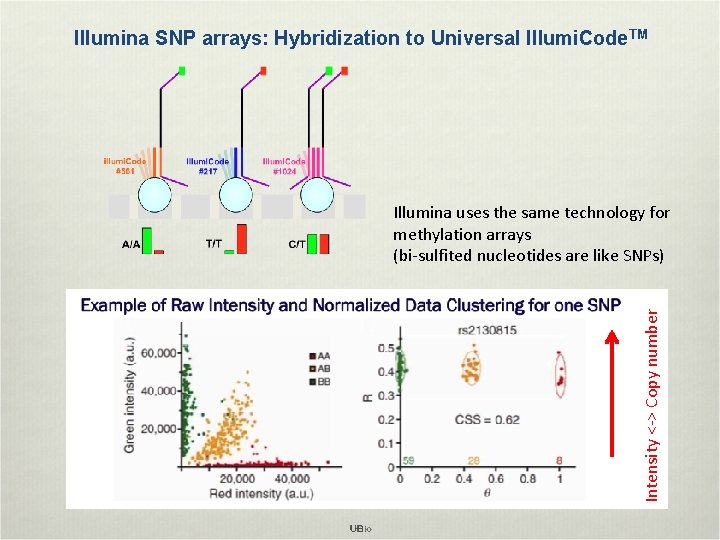 Illumina SNP arrays: Hybridization to Universal Illumi. Code. TM Intensity <-> Copy number Illumina