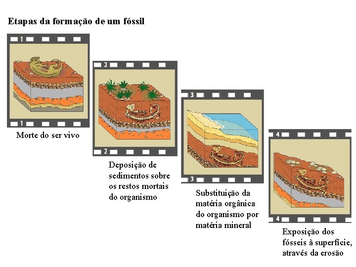 Etapas da formação de um fóssil Morte do ser vivo Deposição de sedimentos sobre