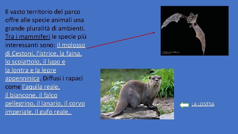 Il vasto territorio del parco offre alle specie animali una grande pluralità di ambienti.