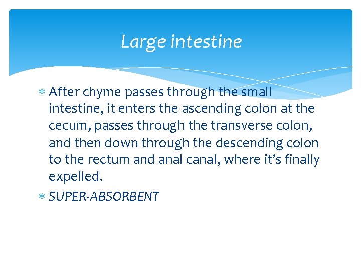 Large intestine After chyme passes through the small intestine, it enters the ascending colon