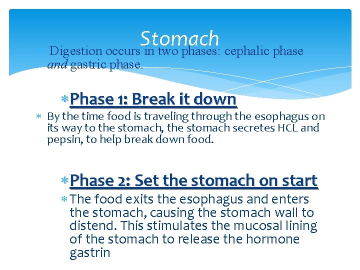  Stomach Digestion occurs in two phases: cephalic phase and gastric phase. Phase 1: