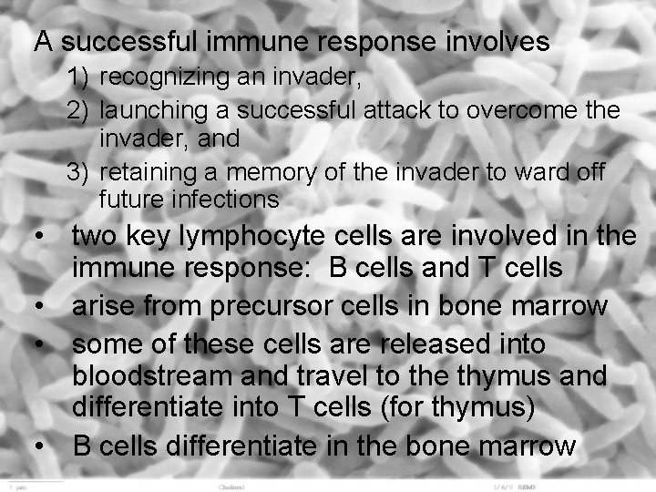 A successful immune response involves 1) recognizing an invader, 2) launching a successful attack