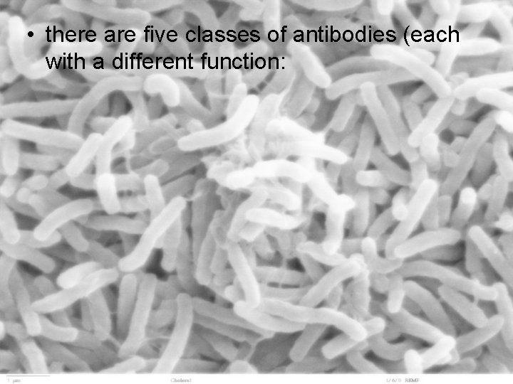  • there are five classes of antibodies (each with a different function: 