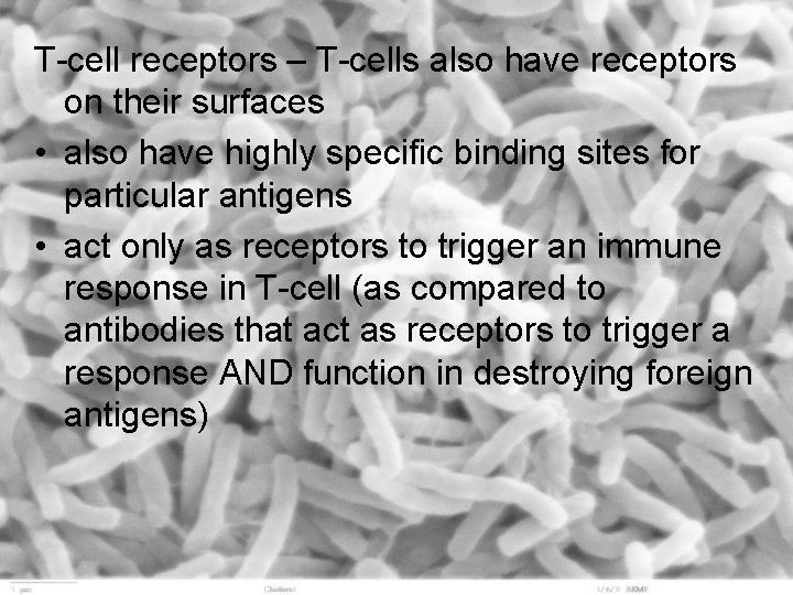 T-cell receptors – T-cells also have receptors on their surfaces • also have highly