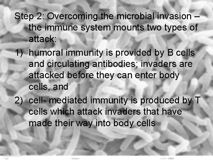 Step 2: Overcoming the microbial invasion – the immune system mounts two types of