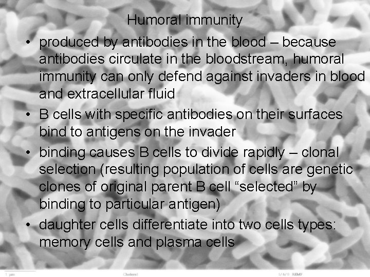 Humoral immunity • produced by antibodies in the blood – because antibodies circulate in