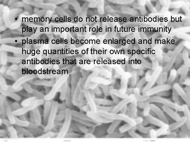  • memory cells do not release antibodies but play an important role in