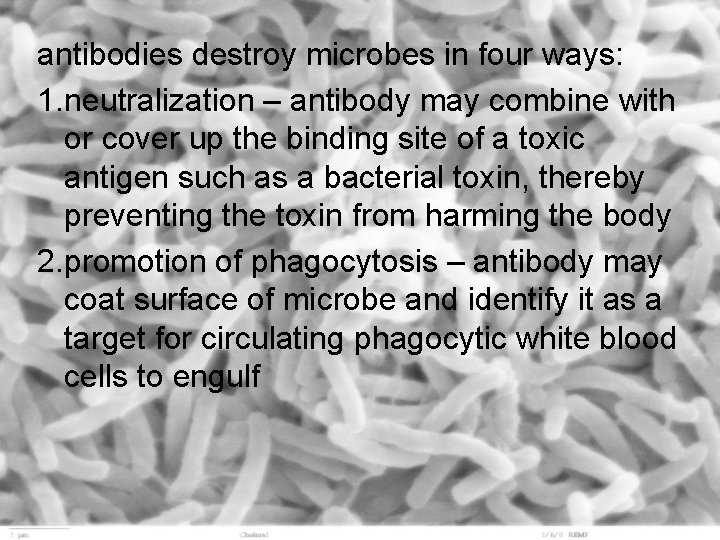 antibodies destroy microbes in four ways: 1. neutralization – antibody may combine with or