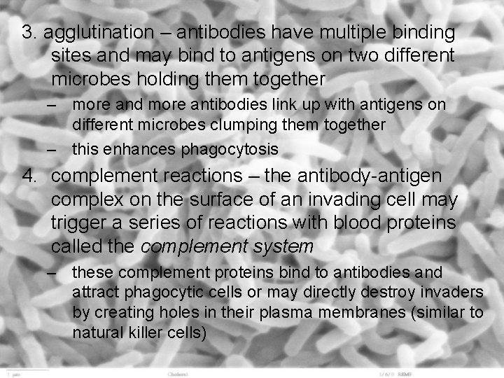 3. agglutination – antibodies have multiple binding sites and may bind to antigens on