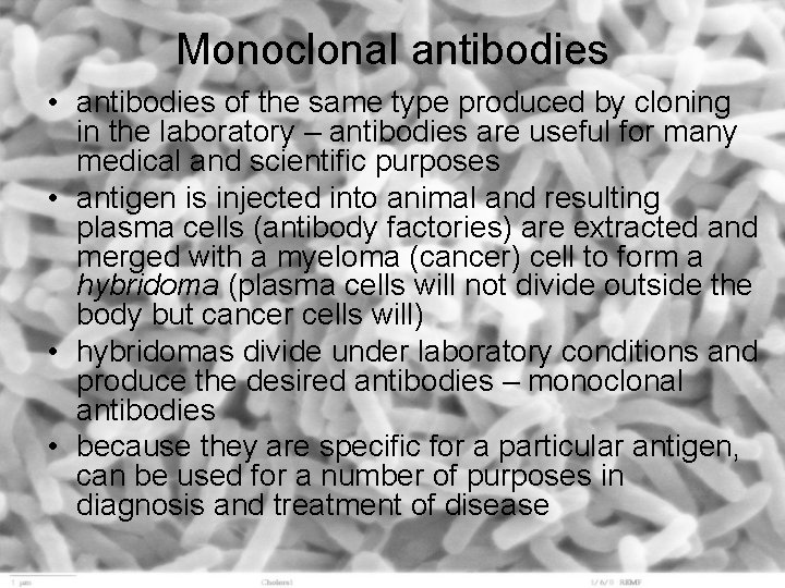 Monoclonal antibodies • antibodies of the same type produced by cloning in the laboratory