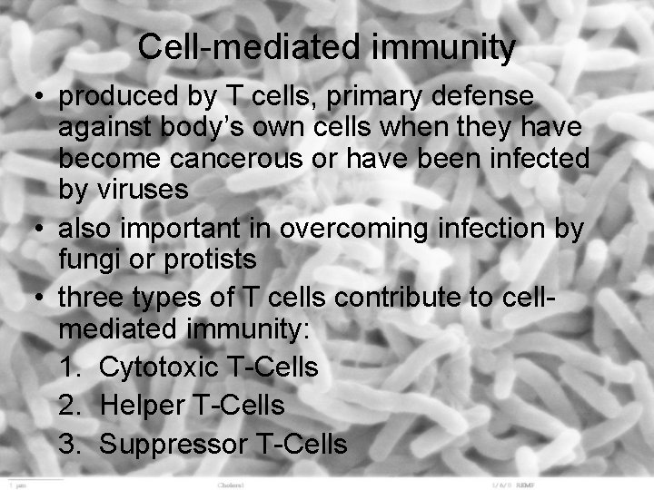 Cell-mediated immunity • produced by T cells, primary defense against body’s own cells when