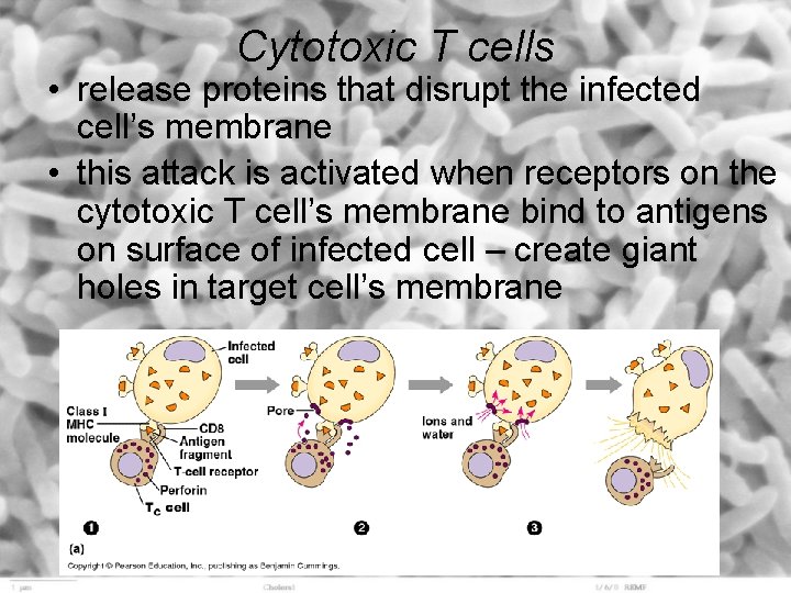 Cytotoxic T cells • release proteins that disrupt the infected cell’s membrane • this