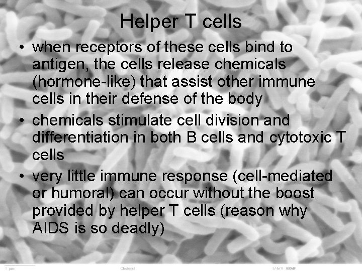 Helper T cells • when receptors of these cells bind to antigen, the cells