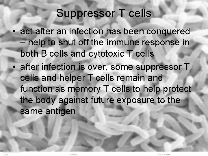 Suppressor T cells • act after an infection has been conquered – help to