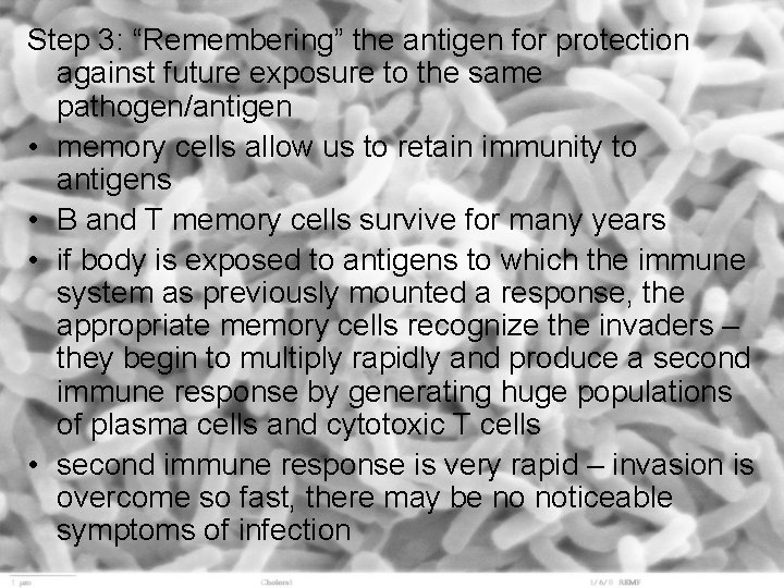 Step 3: “Remembering” the antigen for protection against future exposure to the same pathogen/antigen