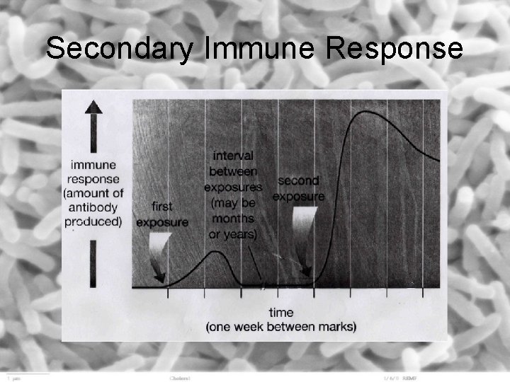 Secondary Immune Response 