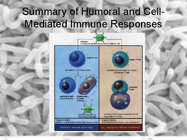 Summary of Humoral and Cell. Mediated Immune Responses 