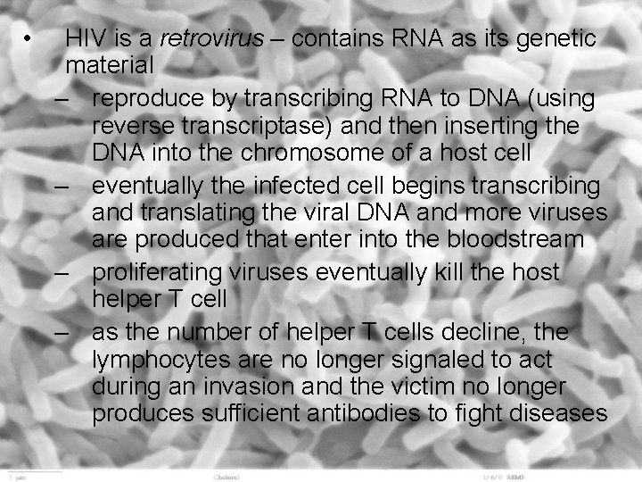  • HIV is a retrovirus – contains RNA as its genetic material –