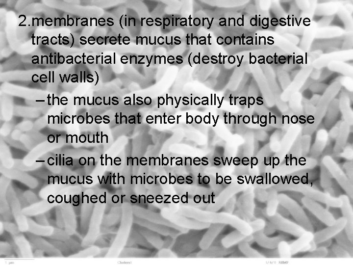 2. membranes (in respiratory and digestive tracts) secrete mucus that contains antibacterial enzymes (destroy