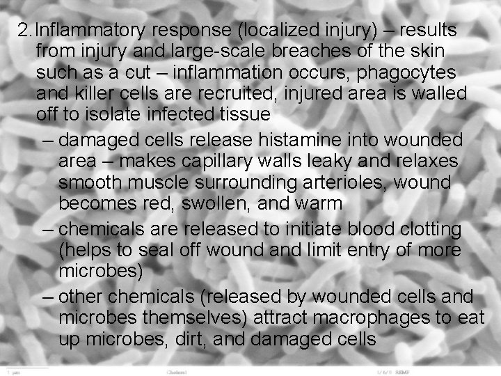 2. Inflammatory response (localized injury) – results from injury and large-scale breaches of the