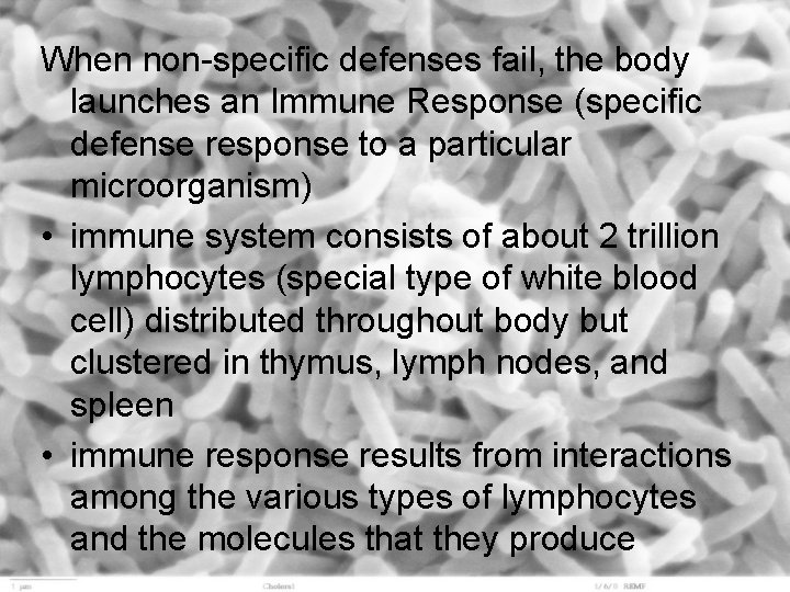 When non-specific defenses fail, the body launches an Immune Response (specific defense response to