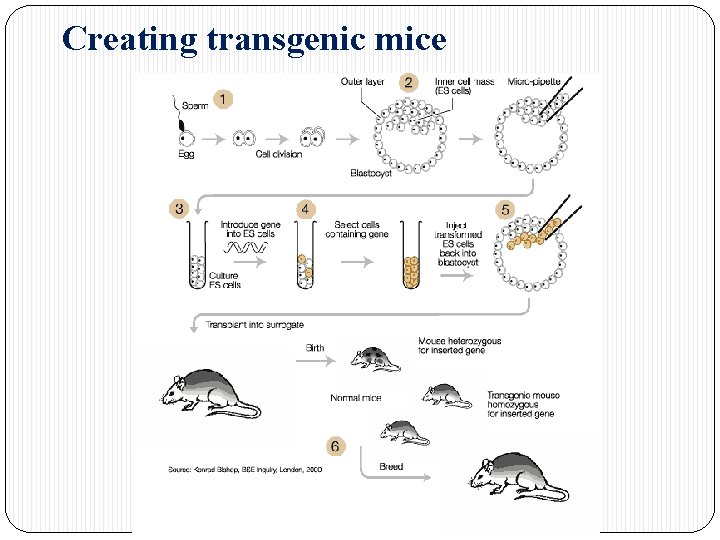 Creating transgenic mice 