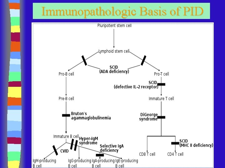 Immunopathologic Basis of PID 