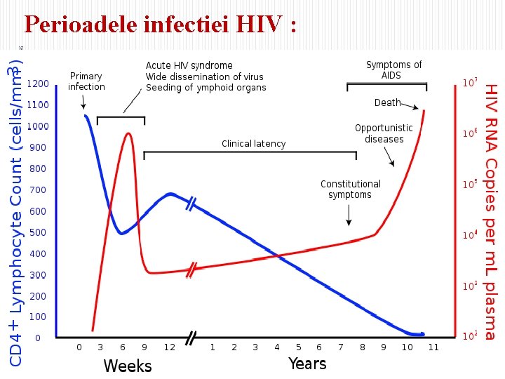 Perioadele infectiei HIV : N 