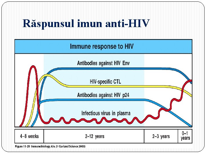 Răspunsul imun anti-HIV 