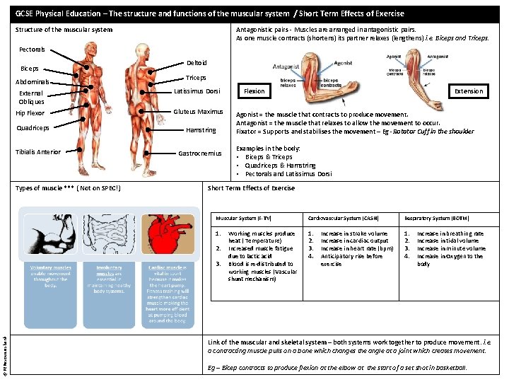 GCSE Physical Education The structure and functions of