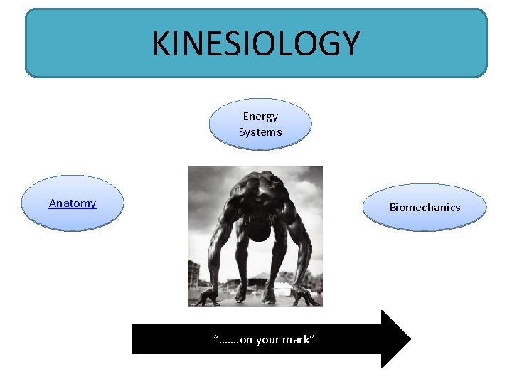 KINESIOLOGY Energy Systems Anatomy Biomechanics “……. on your mark” 