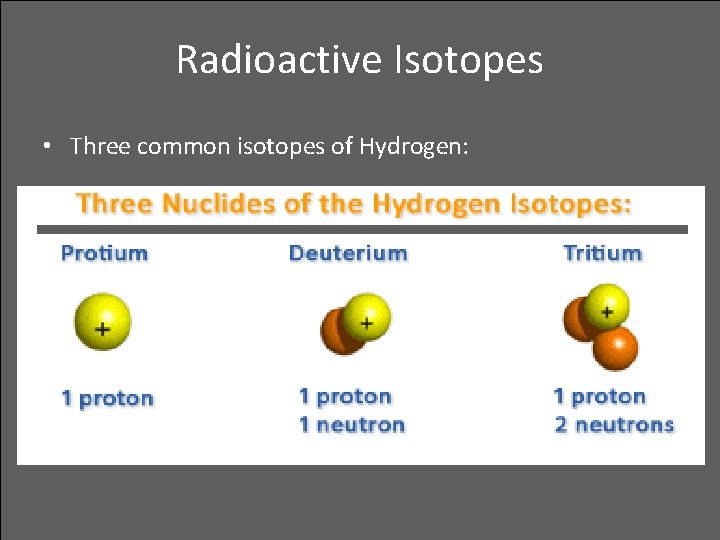 Radioactive Isotopes • Three common isotopes of Hydrogen: 