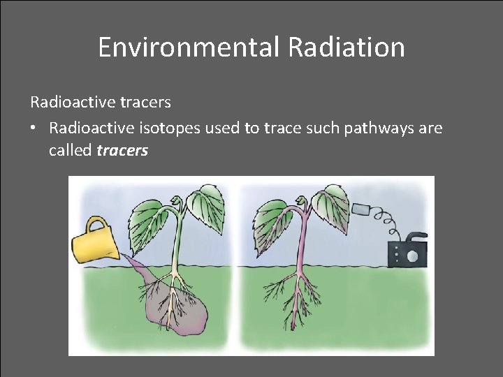 Environmental Radiation Radioactive tracers • Radioactive isotopes used to trace such pathways are called