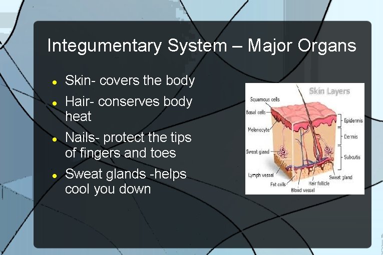 Integumentary System – Major Organs Skin- covers the body Hair- conserves body heat Nails-