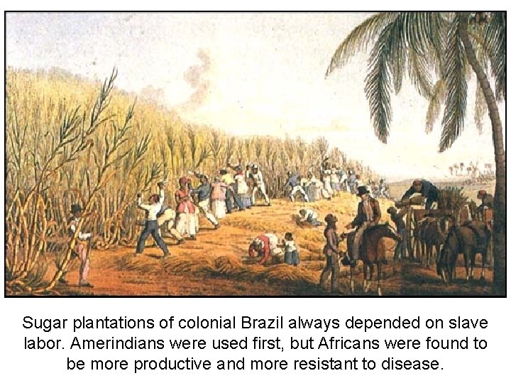 Sugar plantations of colonial Brazil always depended on slave labor. Amerindians were used first,
