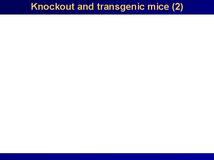 Knockout and transgenic mice (2) 