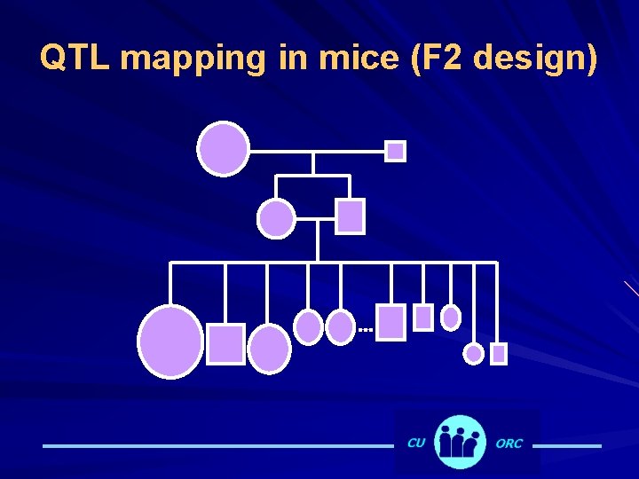 QTL mapping in mice (F 2 design) 