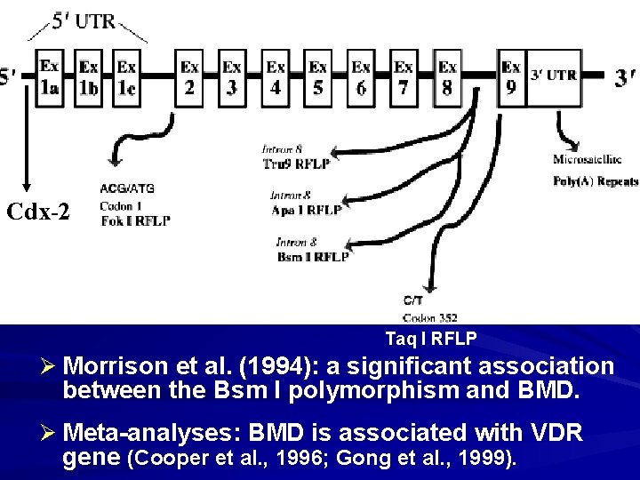 Cdx-2 Taq I RFLP Ø Morrison et al. (1994): a significant association between the