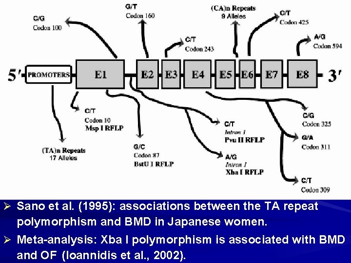 Ø Sano et al. (1995): associations between the TA repeat polymorphism and BMD in