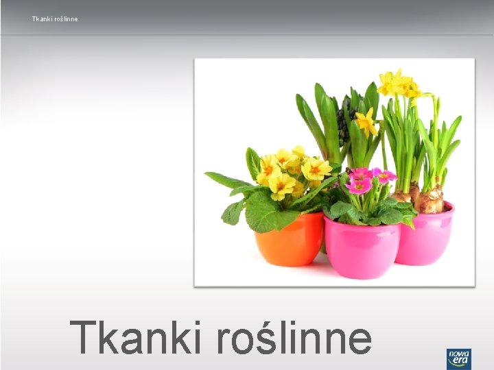 Tkanki roślinne 