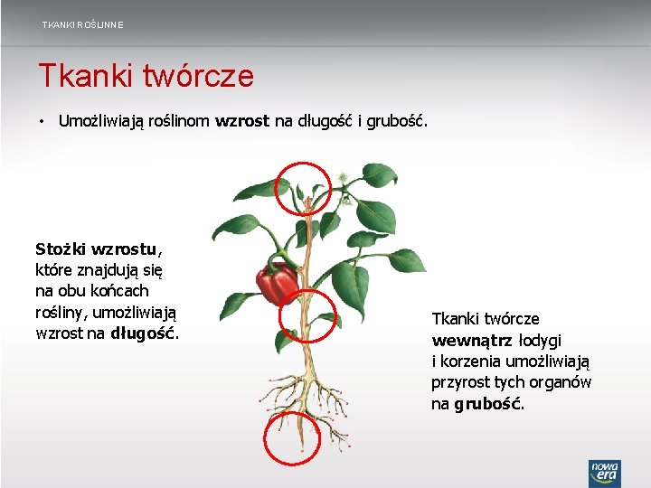 TKANKI ROŚLINNE Tkanki twórcze • Umożliwiają roślinom wzrost na długość i grubość. Stożki wzrostu,