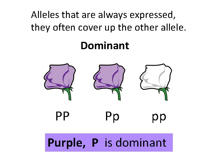 Alleles that are always expressed, they often cover up the other allele. Dominant PP