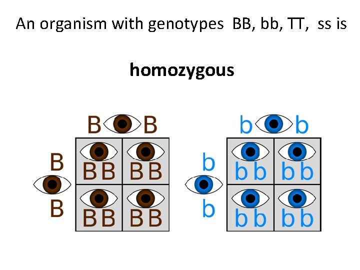 An organism with genotypes BB, bb, TT, ss is homozygous 