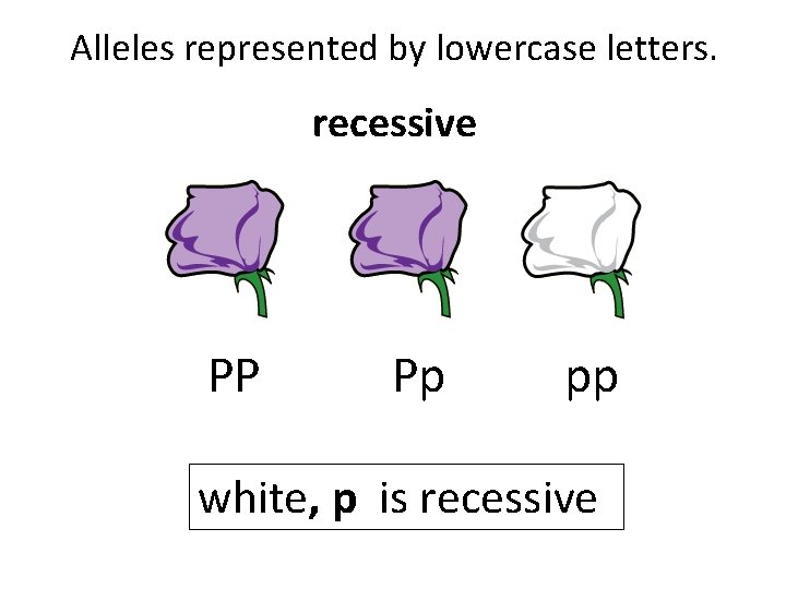 Alleles represented by lowercase letters. recessive PP Pp pp white, p is recessive 