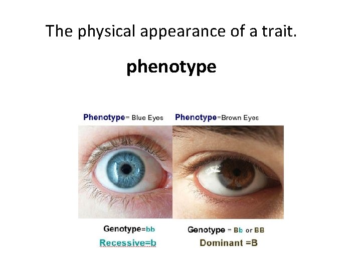 The physical appearance of a trait. phenotype 