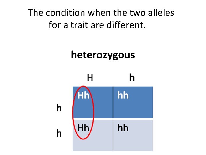 The condition when the two alleles for a trait are different. heterozygous 