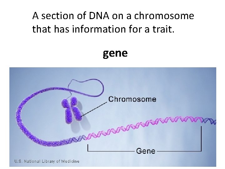A section of DNA on a chromosome that has information for a trait. gene
