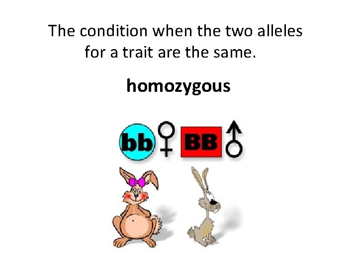 The condition when the two alleles for a trait are the same. homozygous 