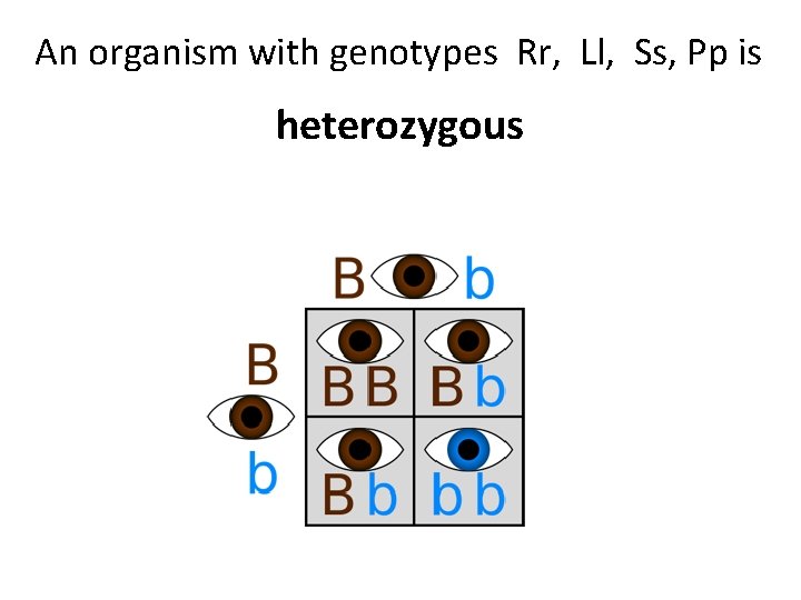 An organism with genotypes Rr, Ll, Ss, Pp is heterozygous 